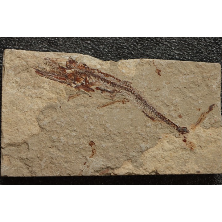 Eurypholys boisieri (Pictet, 1850) - Cénomanian  Hakil - Byblos - LIBANON