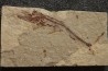 Eurypholys boisieri (Pictet, 1850) - Cénomanien - Haquel - Byblos - LIBAN