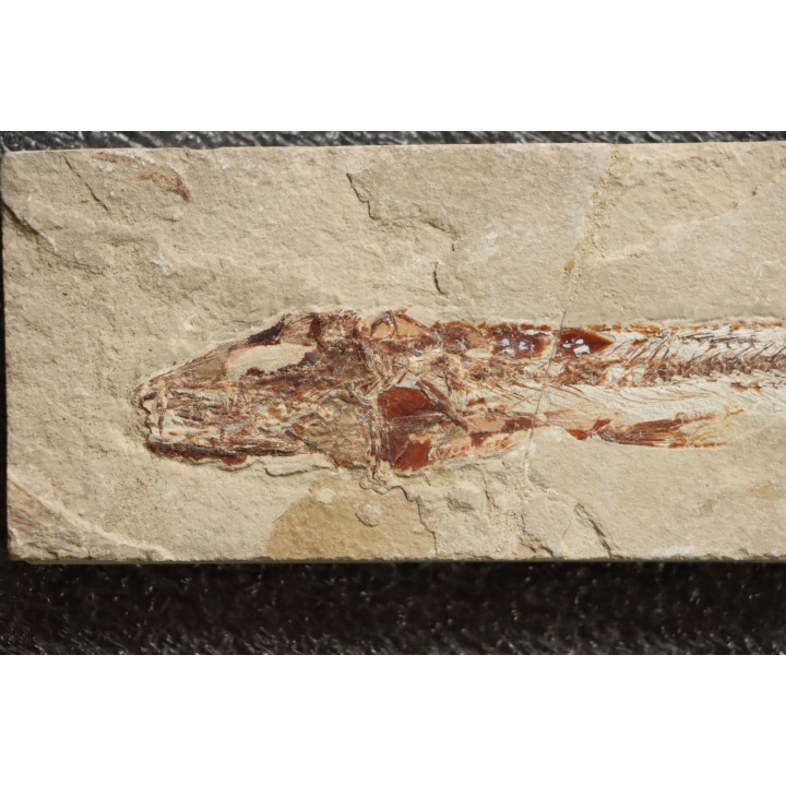 Eurypholys boisieri (Pictet, 1850) - Cénomanian  Hakil - Byblos - LIBANON