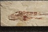 Eurypholys boisieri (Pictet, 1850) - Cénomanian  Hakil - Byblos - LIBANON