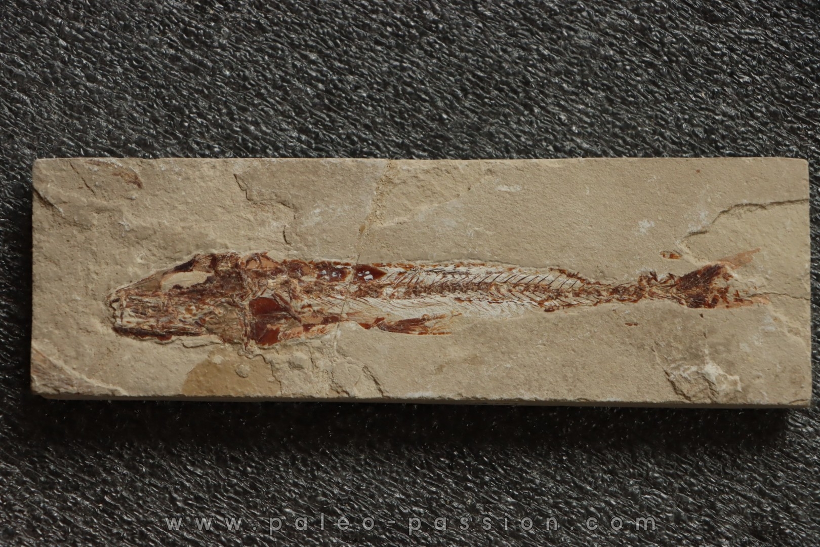 Eurypholys boisieri (Pictet, 1850) - Cénomanien - Haquel - Byblos - LIBAN