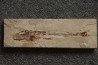 Eurypholys boisieri (Pictet, 1850) - Cénomanian  Hakil - Byblos - LIBANON