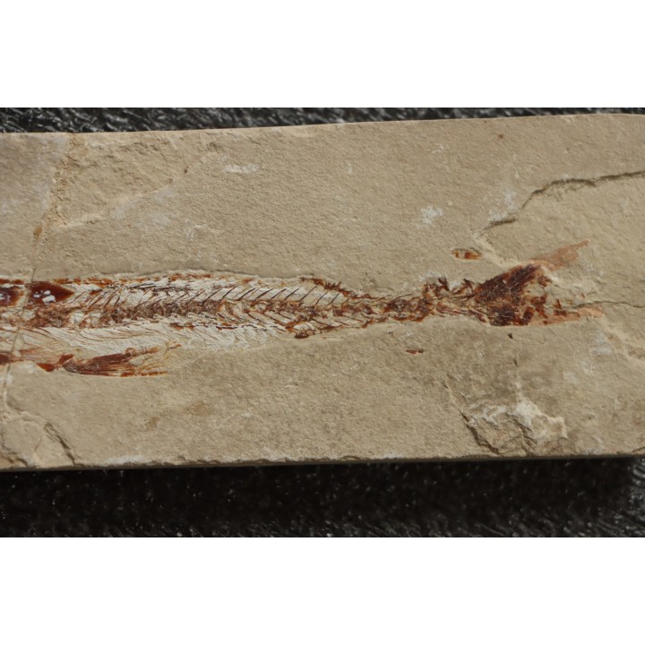 Eurypholys boisieri (Pictet, 1850) - Cénomanien - Haquel - Byblos - LIBAN