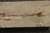 Eurypholys boisieri (Pictet, 1850) - Cénomanien - Haquel - Byblos - LIBAN