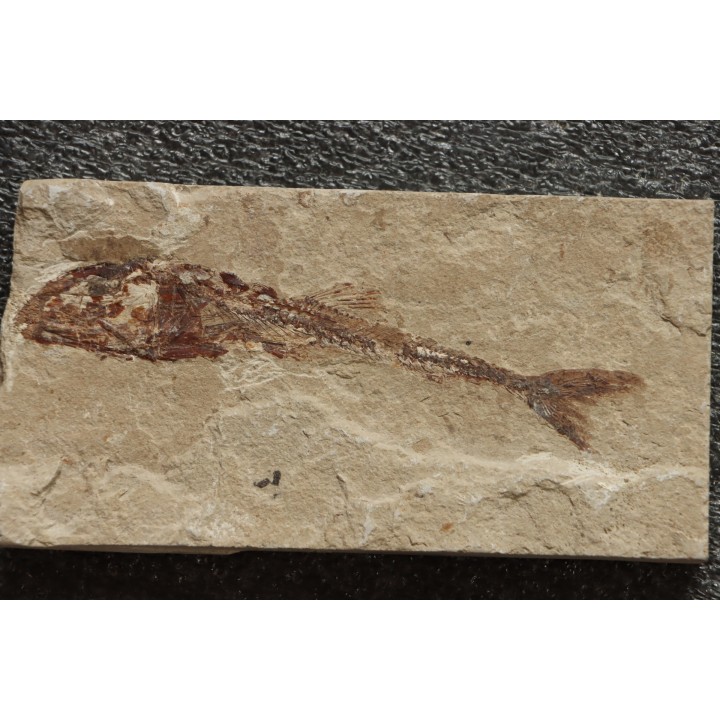 Eurypholys boisieri (Pictet, 1850) - Cénomanian  Hakil - Byblos - LIBANON