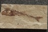 Eurypholys boisieri (Pictet, 1850) - Cénomanian  Hakil - Byblos - LIBANON