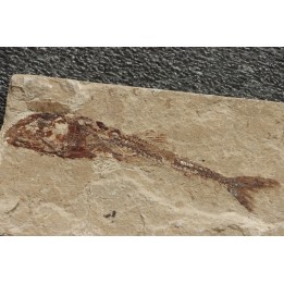 Eurypholys boisieri (Pictet, 1850) - Cénomanian  Hakil - Byblos - LIBANON