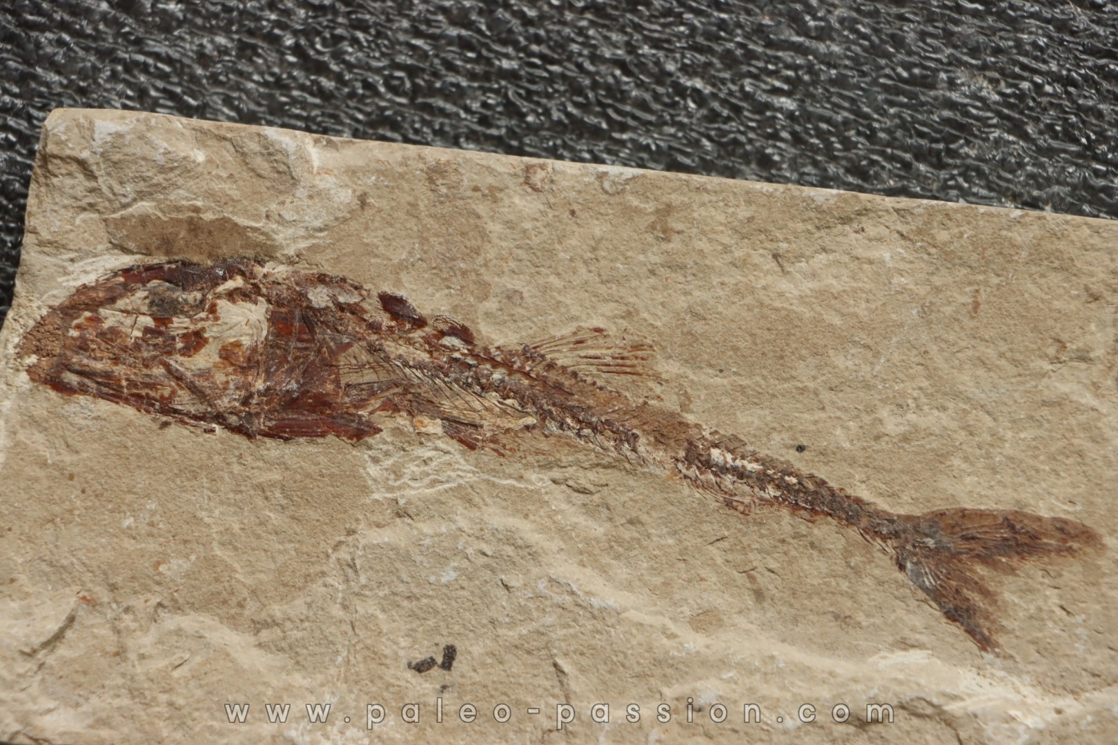 Eurypholys boisieri (Pictet, 1850) - Cénomanien - Haquel - Byblos - LIBAN