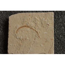 anguille: Abisaadia Hakelensis (Davis, 1887) - Cénomanien - Haquel - Byblos - LIBAN