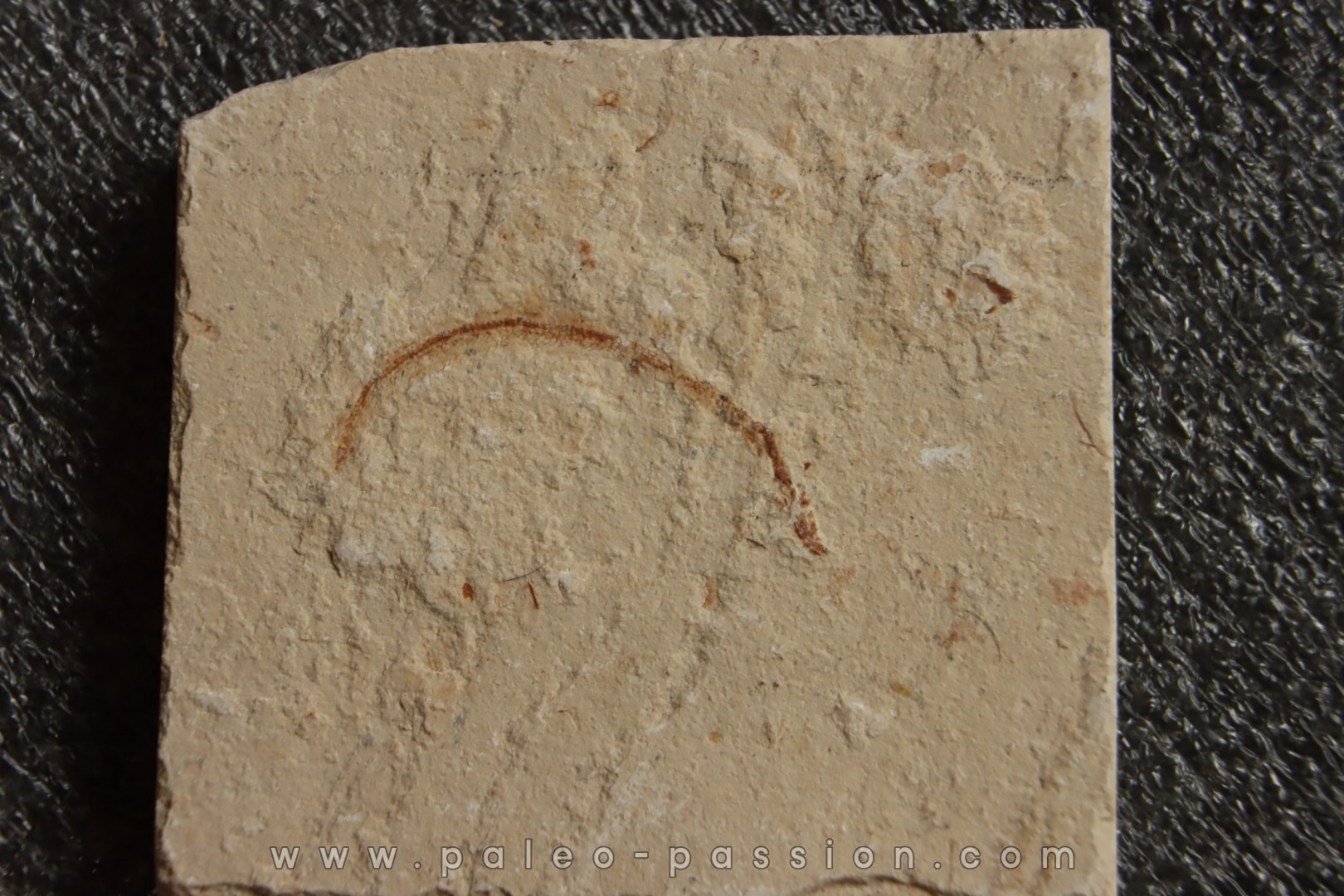 anguille: Abisaadia Hakelensis (Davis, 1887) - Cénomanien - Haquel - Byblos - LIBAN