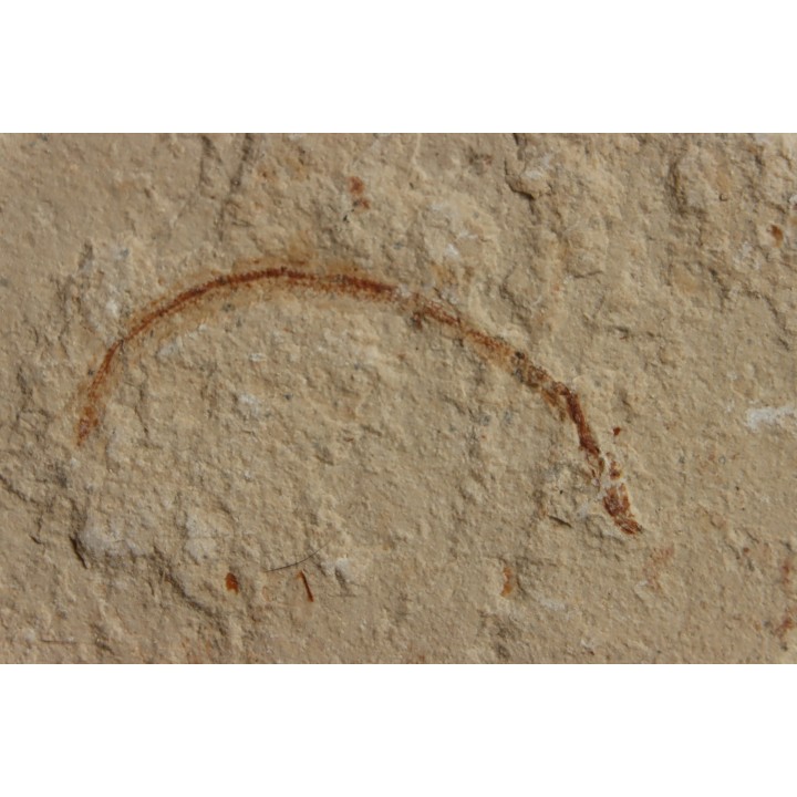 Abisaadia Hakelensis (Davis, 1887) - Cénomanian  Hakil - Byblos - LIBANON