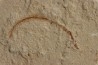 anguille: Abisaadia Hakelensis (Davis, 1887) - Cénomanien - Haquel - Byblos - LIBAN