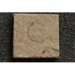 anguille: Abisaadia Hakelensis (Davis, 1887) - Cénomanien - Haquel - Byblos - LIBAN