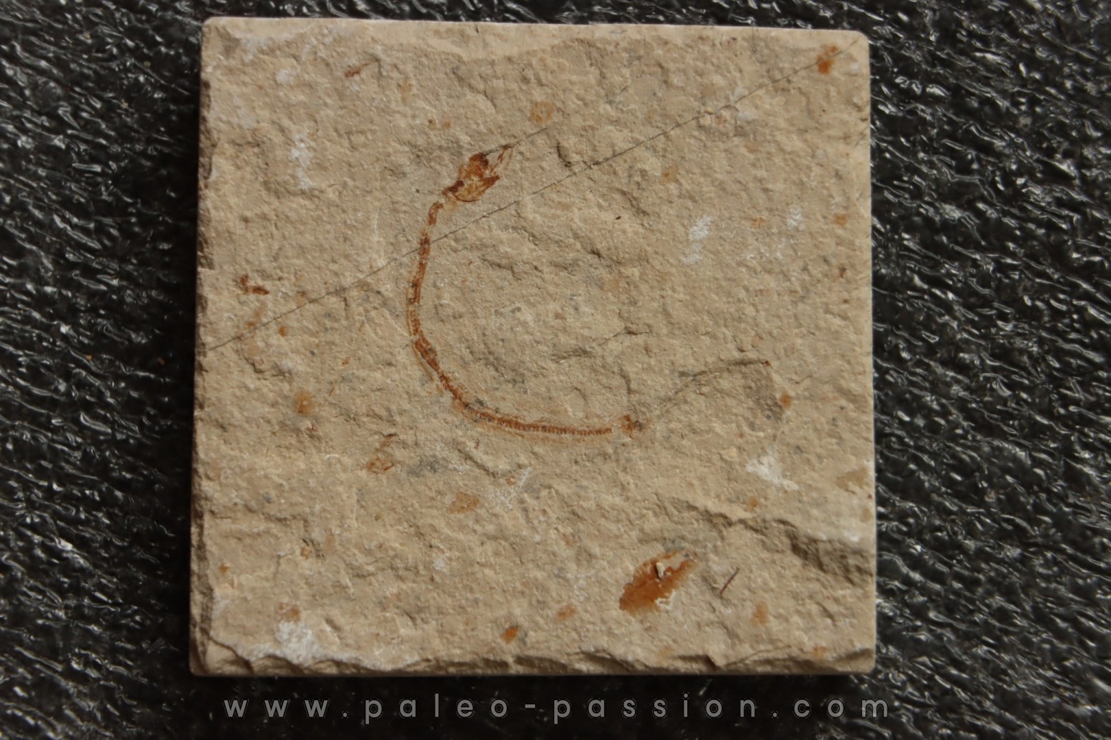 anguille: Abisaadia Hakelensis (Davis, 1887) - Cénomanien - Haquel - Byblos - LIBAN