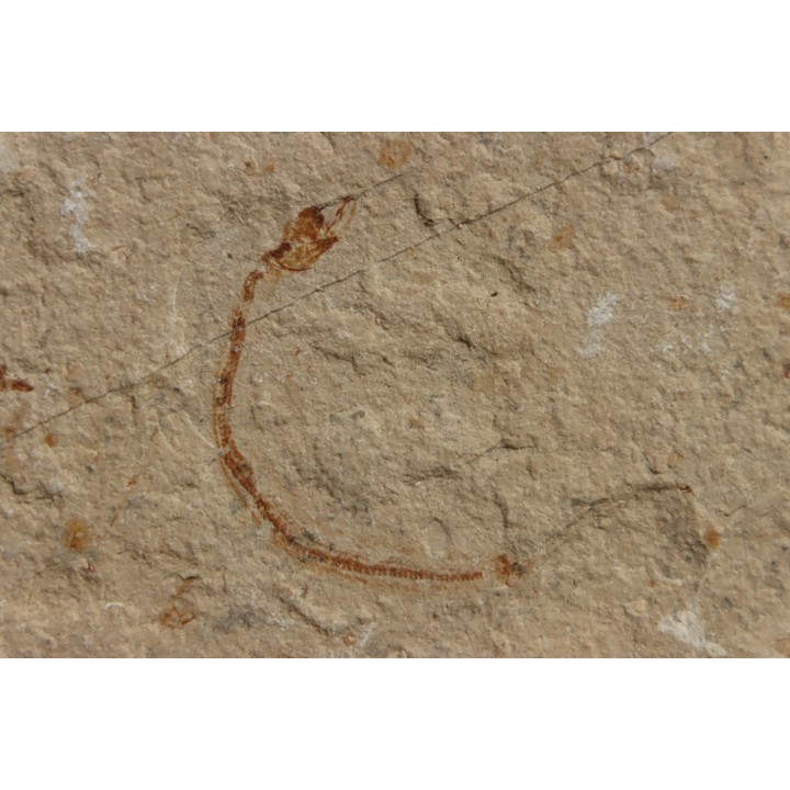 anguille: Abisaadia Hakelensis (Davis, 1887) - Cénomanien - Haquel - Byblos - LIBAN
