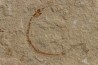 anguille: Abisaadia Hakelensis (Davis, 1887) - Cénomanien - Haquel - Byblos - LIBAN