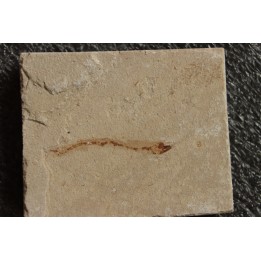 Abisaadia Hakelensis (Davis, 1887) - Cénomanian  Hakil - Byblos - LIBANON