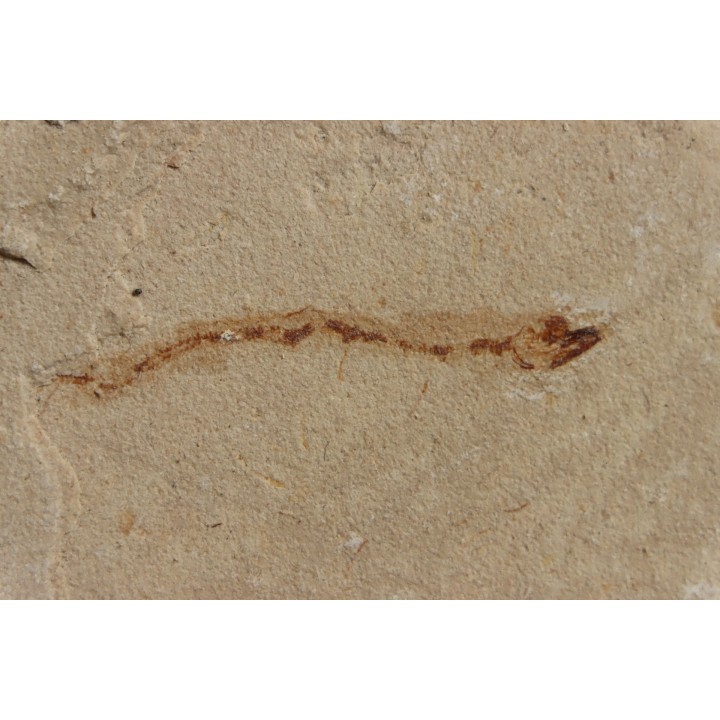 Abisaadia Hakelensis (Davis, 1887) - Cénomanian  Hakil - Byblos - LIBANON