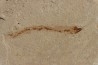 anguille: Abisaadia Hakelensis (Davis, 1887) - Cénomanien - Haquel - Byblos - LIBAN