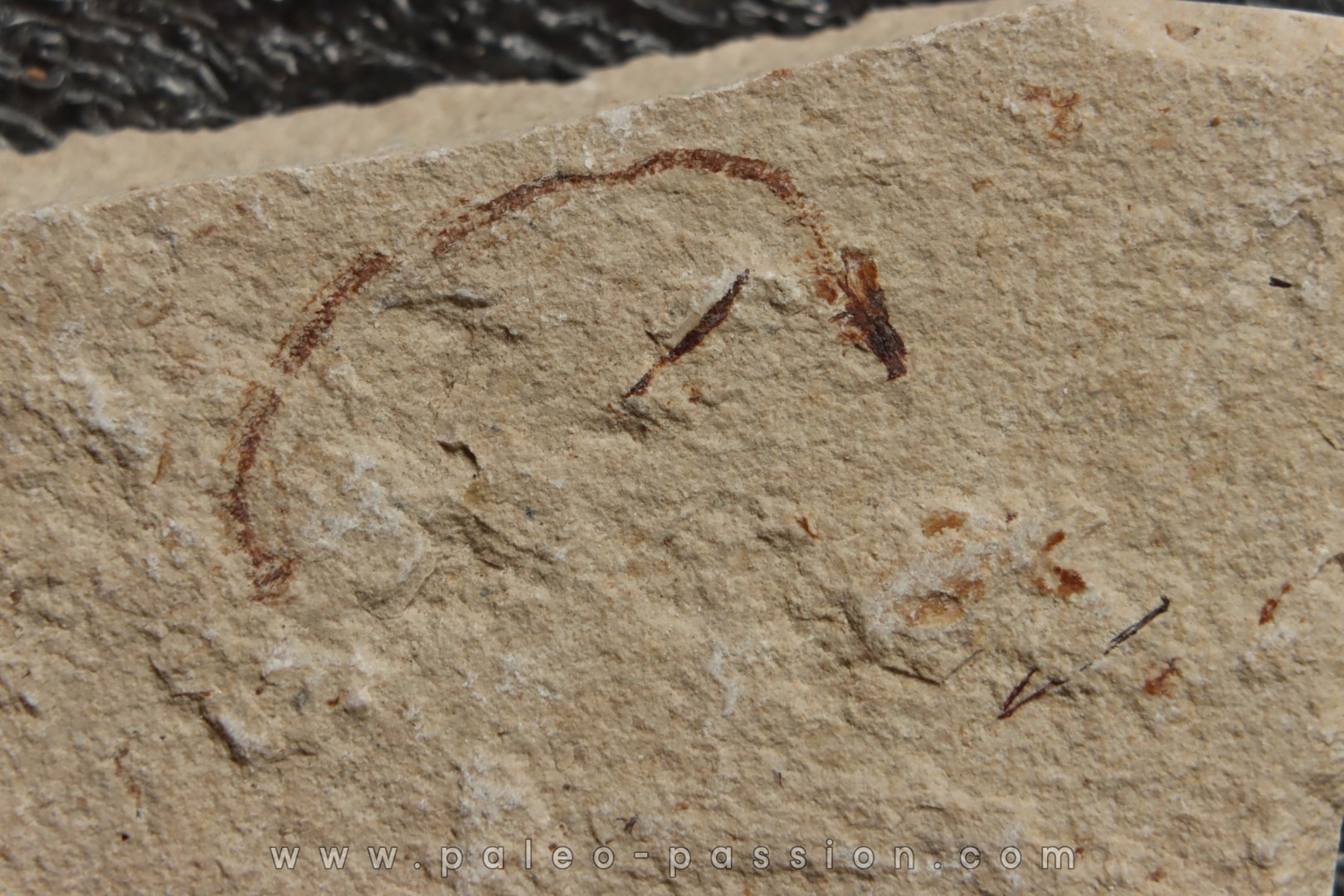 Abisaadia Hakelensis (Davis, 1887) - Cénomanian Hakil - Byblos - LIBANON