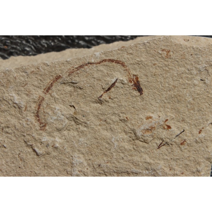 anguille: Abisaadia Hakelensis (Davis, 1887) - Cénomanien - Haquel - Byblos - LIBAN
