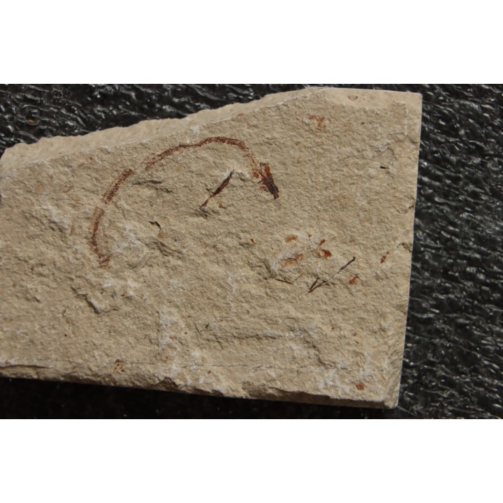 Abisaadia Hakelensis (Davis, 1887) - Cénomanian  Hakil - Byblos - LIBANON