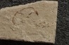 anguille: Abisaadia Hakelensis (Davis, 1887) - Cénomanien - Haquel - Byblos - LIBAN