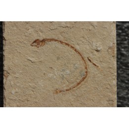 Abisaadia Hakelensis (Davis, 1887) - Cénomanian  Hakil - Byblos - LIBANON