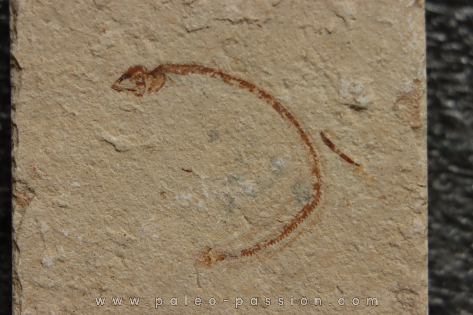 anguille: Abisaadia Hakelensis (Davis, 1887) - Cénomanien - Haquel - Byblos - LIBAN