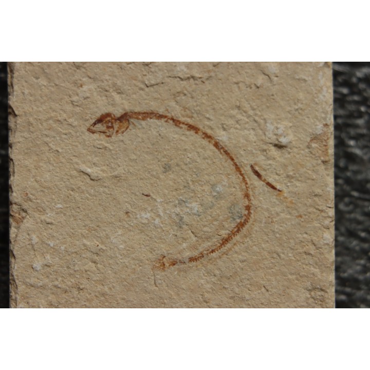 Abisaadia Hakelensis (Davis, 1887) - Cénomanian  Hakil - Byblos - LIBANON