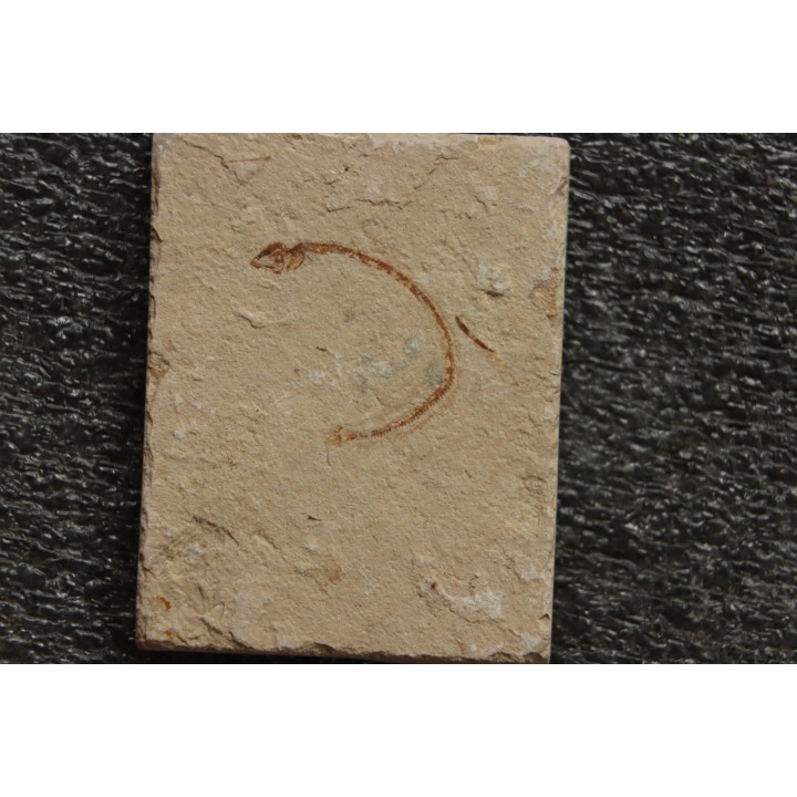 anguille: Abisaadia Hakelensis (Davis, 1887) - Cénomanien - Haquel - Byblos - LIBAN