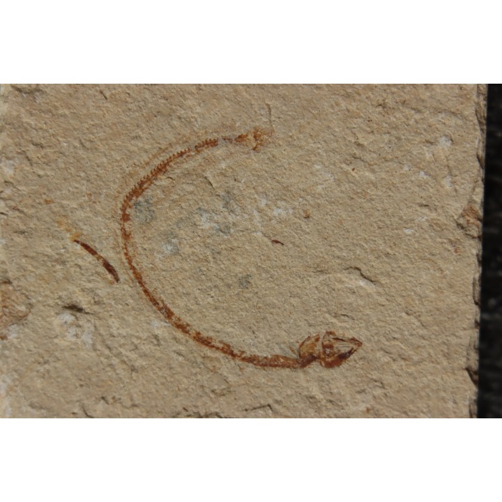 Abisaadia Hakelensis (Davis, 1887) - Cénomanian  Hakil - Byblos - LIBANON