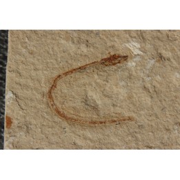 Abisaadia Hakelensis (Davis, 1887) - Cénomanian  Hakil - Byblos - LIBANON