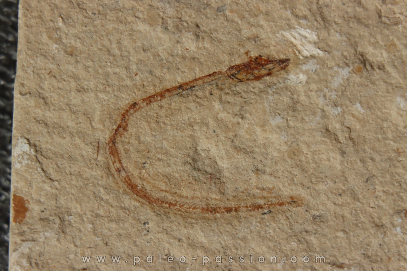 Abisaadia Hakelensis (Davis, 1887) - Cénomanian Hakil - Byblos - LIBANON