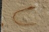 anguille: Abisaadia Hakelensis (Davis, 1887) - Cénomanien - Haquel - Byblos - LIBAN