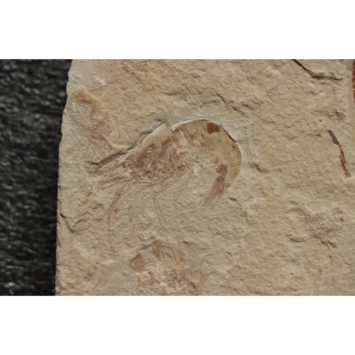 Anguillavus quadripinnis (Hay, 1903) - Cénomanian  Hgula - Byblos - LIBANON