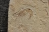 anguille:  Anguillavus quadripinnis (Hay, 1903) - Cénomanien - Hgula - Byblos - LIBAN