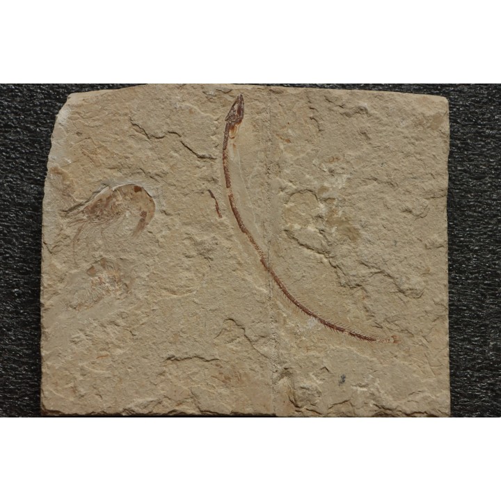 Anguillavus quadripinnis (Hay, 1903) - Cénomanian  Hgula - Byblos - LIBANON