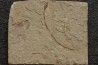 Anguillavus quadripinnis (Hay, 1903) - Cénomanian  Hgula - Byblos - LIBANON