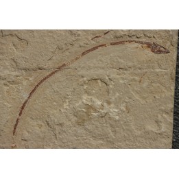 Anguillavus quadripinnis (Hay, 1903) - Cénomanian  Hgula - Byblos - LIBANON