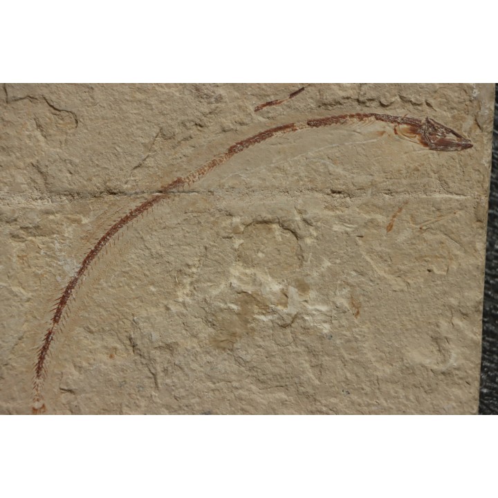 Anguillavus quadripinnis (Hay, 1903) - Cénomanian  Hgula - Byblos - LIBANON