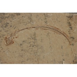 anguille:  Hayenchelus germanus (Hay, 1903) - Cénomanien - Hgula - Byblos - LIBAN
