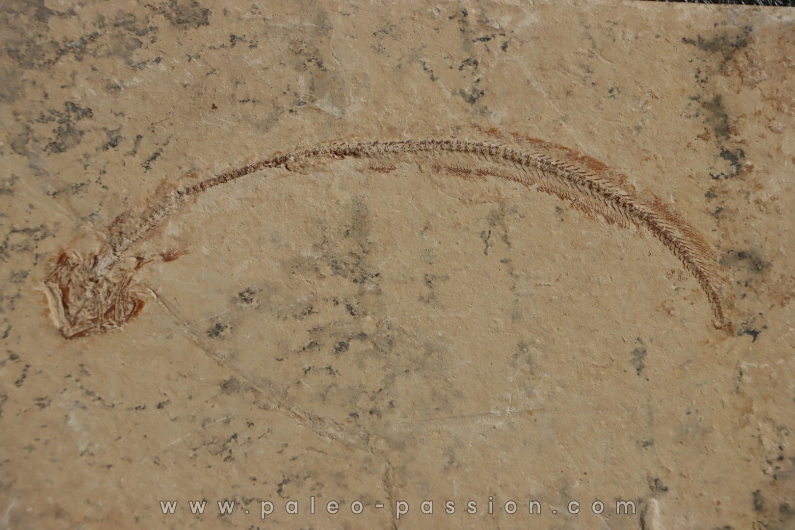 Hayenchelus germanus (Hay, 1903)- Cénomanian Hgula - Byblos - LIBANON