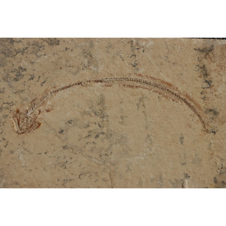 anguille:  Hayenchelus germanus (Hay, 1903) - Cénomanien - Hgula - Byblos - LIBAN