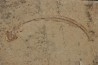 anguille:  Hayenchelus germanus (Hay, 1903) - Cénomanien - Hgula - Byblos - LIBAN