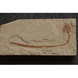 Hayenchelus germanus (Hay, 1903)- Cénomanian  Hgula - Byblos - LIBANON