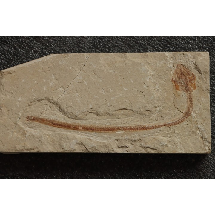 anguille:  Hayenchelus germanus (Hay, 1903) - Cénomanien - Hgula - Byblos - LIBAN