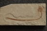 Hayenchelus germanus (Hay, 1903)- Cénomanian  Hgula - Byblos - LIBANON