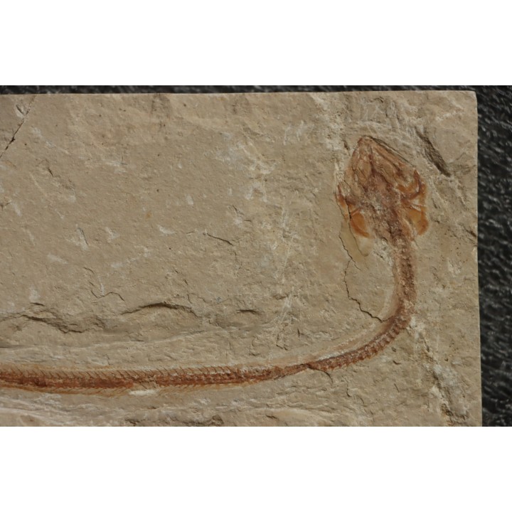Hayenchelus germanus (Hay, 1903)- Cénomanian  Hgula - Byblos - LIBANON