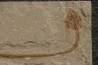 anguille:  Hayenchelus germanus (Hay, 1903) - Cénomanien - Hgula - Byblos - LIBAN